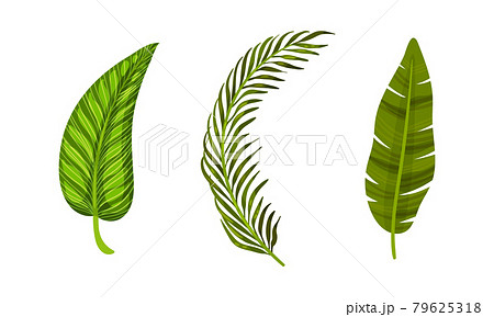 Tropical Leaf on Stem as Exotic Flora Vector Set Tropical Leaf on Stem as Exotic Flora Vector Set 79625318