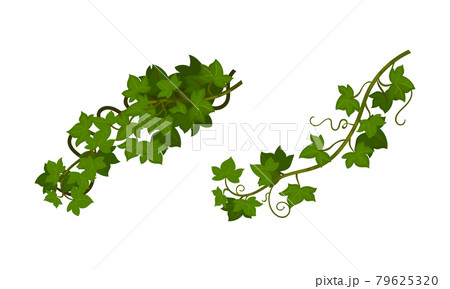 Evergreen Ivy Climbing Woody Plant Vector Set Evergreen Ivy Climbing Woody Plant Vector Set 79625320