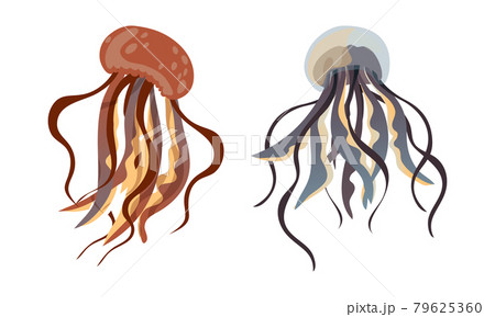 Jellyfish and Sea Jelly as Free-swimming Marine Animal with Umbrella-shaped Bells and Trailing Tentacles Vector Set Jellyfish and Sea Jelly as Free-swimming Marine Animal with Umbrella-shaped Bells and Trailing Tentacles Vector Set 79625360