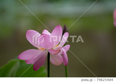 散りゆく花 79625484