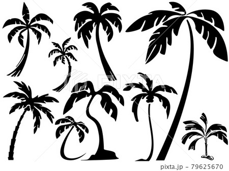 Silhouettes of Tropical Palm Trees 79625670