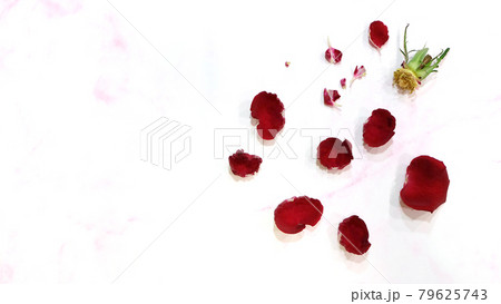 Flat lay of a rose flower head, with all the red petals torn out and scattered around. On a pink marble background. 79625743