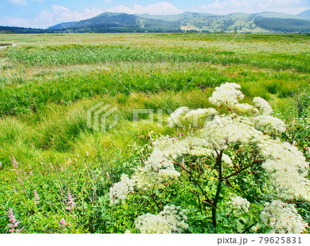 湿原に咲くシシウドの花 霧ヶ峰 八島湿原 の写真素材