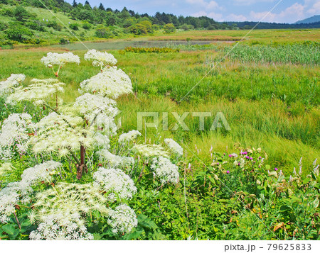 立派なシシウドの花と湿原(霧ヶ峰・八島湿原) 立派なシシウドの花と湿原(霧ヶ峰・八島湿原) 79625833