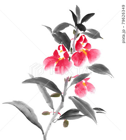 水墨画技法で描かれた鳳仙花のイラスト素材 [79626349] - PIXTA