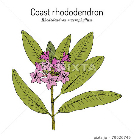 Coast rhododendron rhododendron macrophyllum , state flower of Washington Coast rhododendron rhododendron macrophyllum , state flower of Washington 79626749