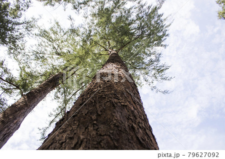 background nature treetop pine tree  79627092