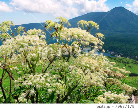大きなシシウドの花(霧ヶ峰高原) 大きなシシウドの花(霧ヶ峰高原) 79627179