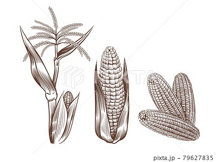 Maize botanical illustration hires stock photography and images  Alamy