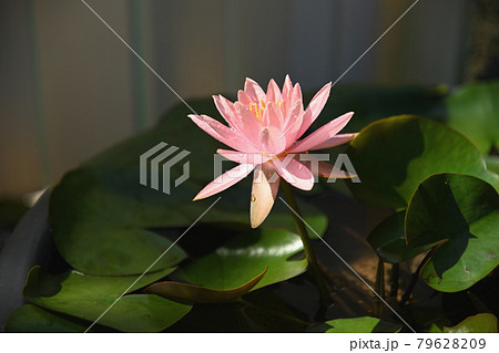 睡蓮 睡蓮 79628209