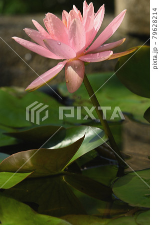 睡蓮 79628214