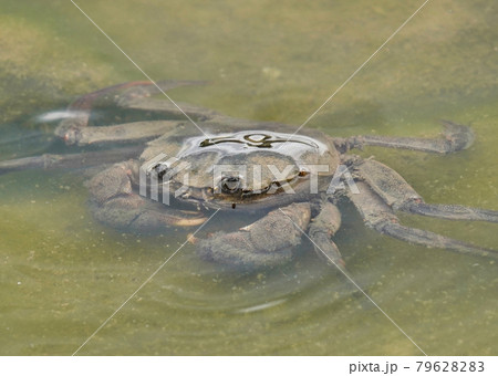 池のモクズガニ 79628283