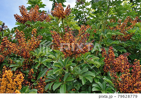 シェフレラの実 79628779