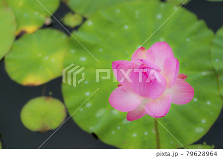 あつかし千年公園の中尊寺蓮　福島県国見町 79628964