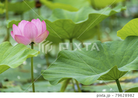あつかし千年公園の中尊寺蓮　福島県国見町 79628982