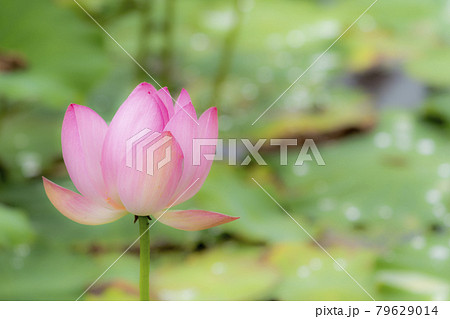 あつかし千年公園の中尊寺蓮　福島県国見町 79629014