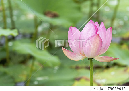 あつかし千年公園の中尊寺蓮　福島県国見町 79629015