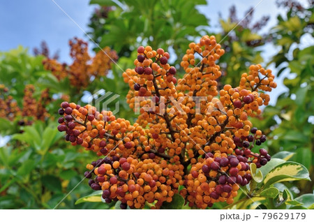 シェフレラの実 79629179