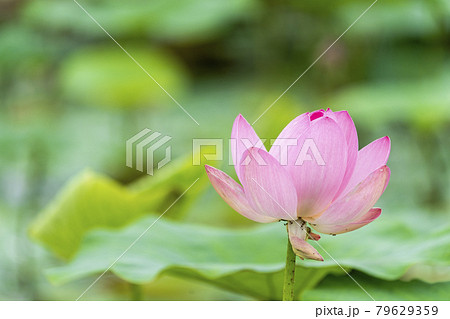あつかし千年公園の中尊寺蓮　福島県国見町 79629359