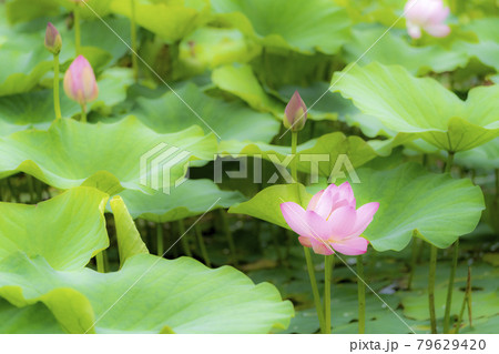 あつかし千年公園の中尊寺蓮　福島県国見町 79629420