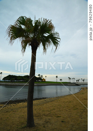田ノ浦ビーチ 田ノ浦ビーチ 79629480