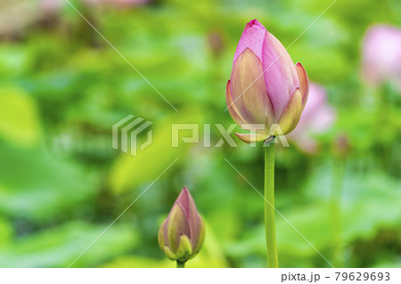 あつかし千年公園の中尊寺蓮　福島県国見町 79629693