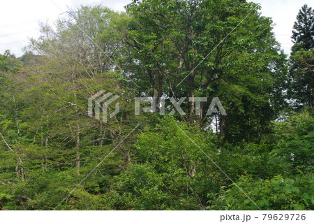 山間部の風景 79629726