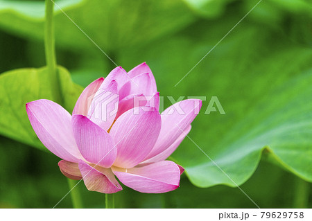 あつかし千年公園の中尊寺蓮　福島県国見町 79629758