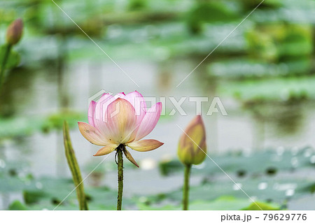 あつかし千年公園の中尊寺蓮　福島県国見町 79629776