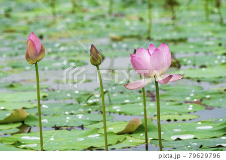 あつかし千年公園の中尊寺蓮 福島県国見町 あつかし千年公園の中尊寺蓮 福島県国見町 79629796