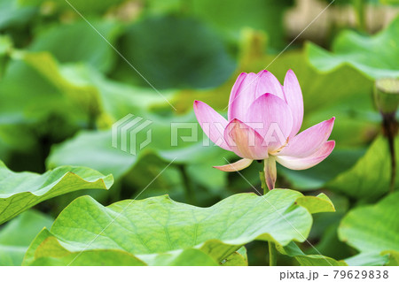 あつかし千年公園の中尊寺蓮 福島県国見町 あつかし千年公園の中尊寺蓮 福島県国見町 79629838