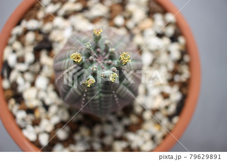 多肉植物　オベサ　ユーフォルビア 79629891