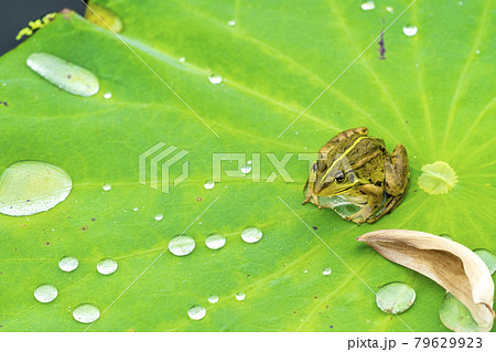 あつかし千年公園の中尊寺蓮とカエル　福島県国見町 79629923