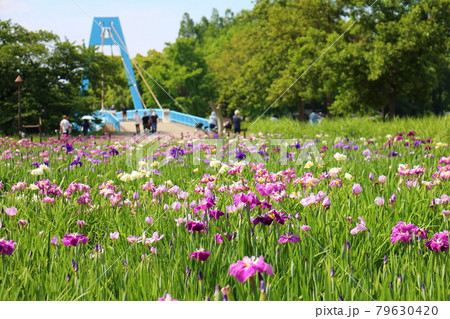東京都葛飾区にある水元公園の花菖蒲と水元大橋 79630420