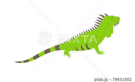 Wild Green Iguana Lizard Side View Flat Vector のイラスト素材