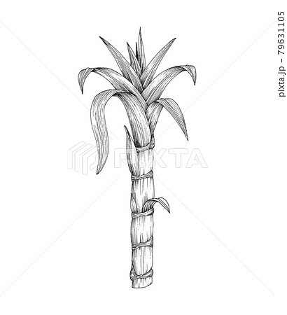 sugar cane drawing