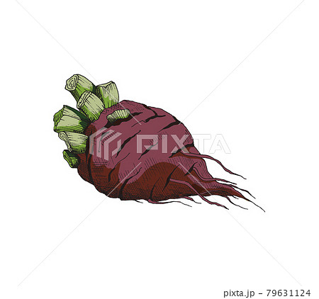 Red whole beetroot in hand drawn vintage style vector illustration isolated. Red whole beetroot in hand drawn vintage style vector illustration isolated. 79631124