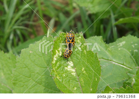 交尾中のヒメナガメ 交尾中のヒメナガメ 79631368
