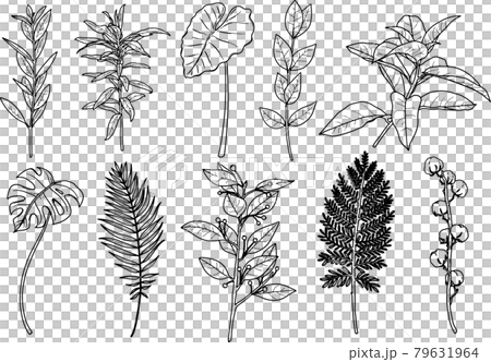 一組 10 幅精美的樹葉和樹枝矢量素材線圖-插圖素材 [79631964] - PIXTA圖庫