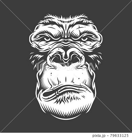 Face of gorilla isolated on white 79633125