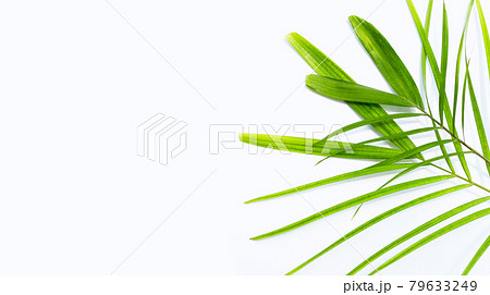 Green leaves of palm tree on white background. Green leaves of palm tree on white background. 79633249