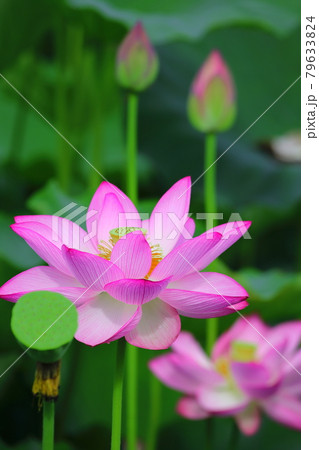 大賀蓮の生息する古賀総合公園の蓮池 79633824