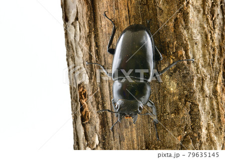 マンディブラリスフタマタクワガタ 79635145