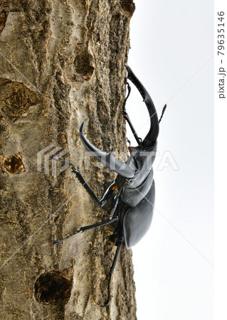 マンディブラリスフタマタクワガタ 79635146