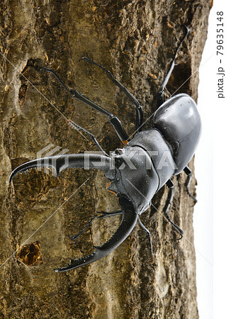 マンディブラリスフタマタクワガタ 79635148