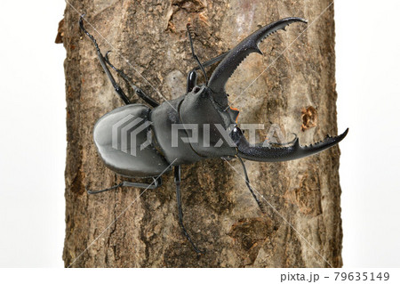 マンディブラリスフタマタクワガタ 79635149