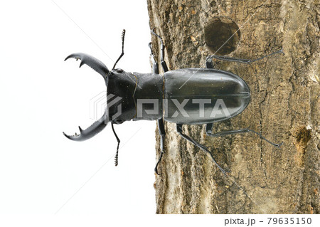 マンディブラリスフタマタクワガタ 79635150