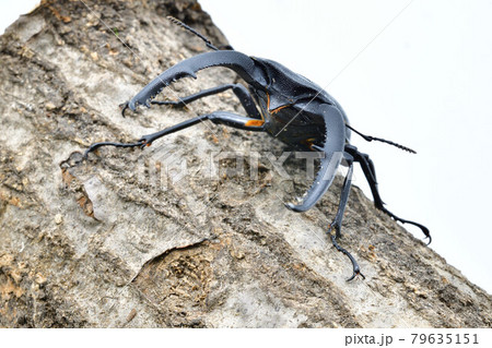 マンディブラリスフタマタクワガタ 79635151