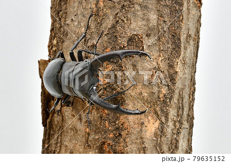 マンディブラリスフタマタクワガタ 79635152
