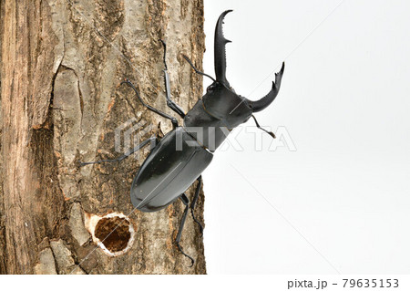 マンディブラリスフタマタクワガタ 79635153